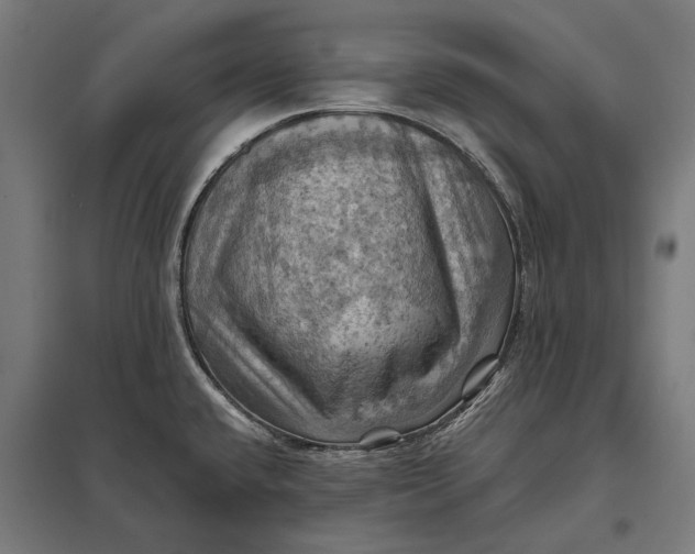 X0000097831432200803281150