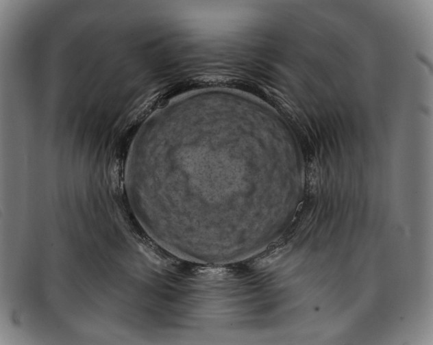 X0000097830428200804041425