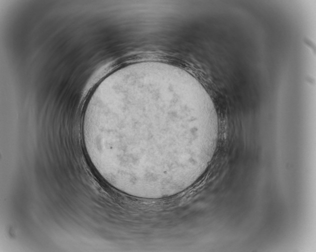 X0000097830004200804111050