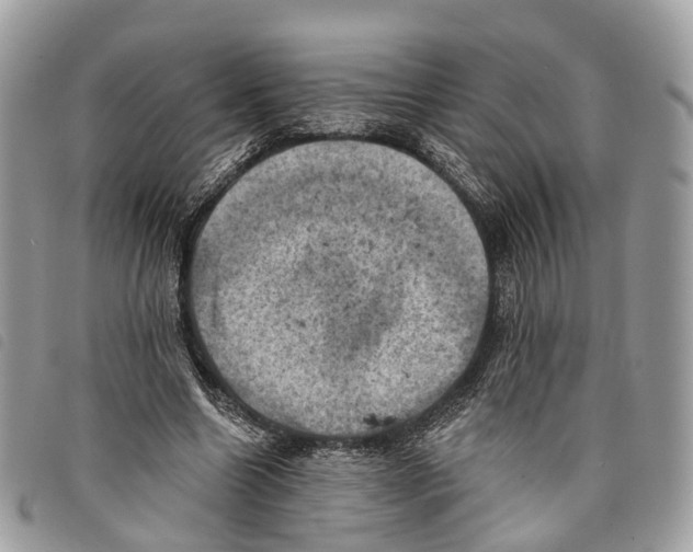 X0000097830538200804111041