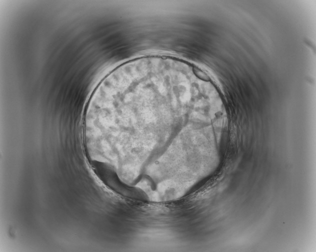 X0000097830911200804111036