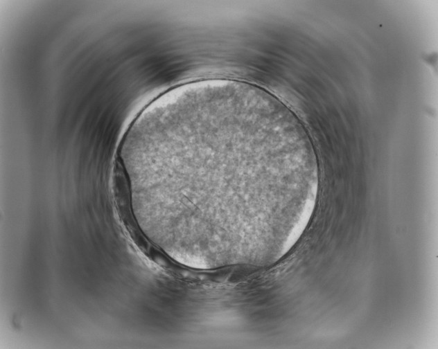 X0000097830912200804111036