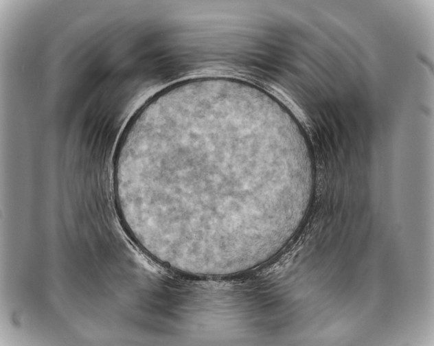 X0000097830996200804111035