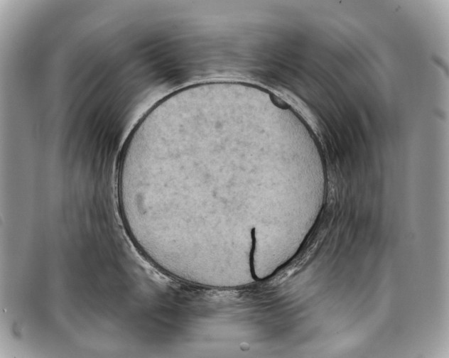 X0000097831006200804111035