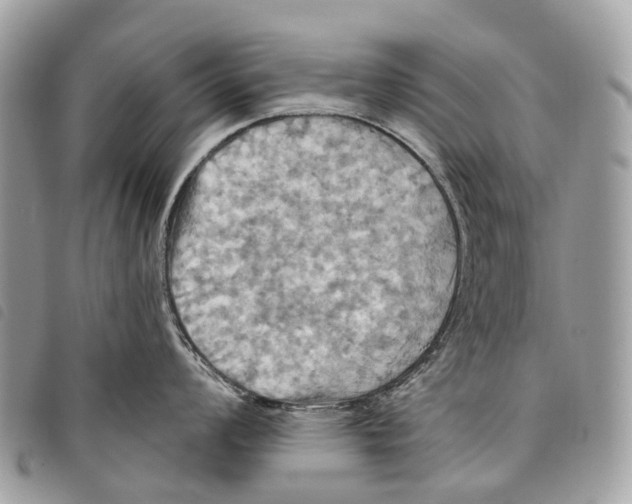 X0000097831008200804111035