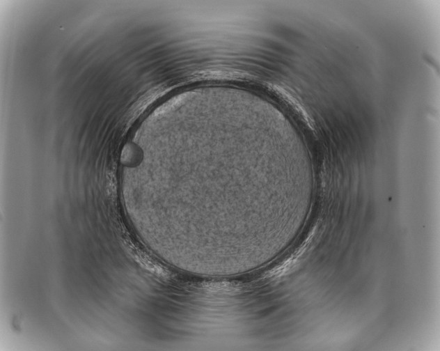 X0000097831025200804111034