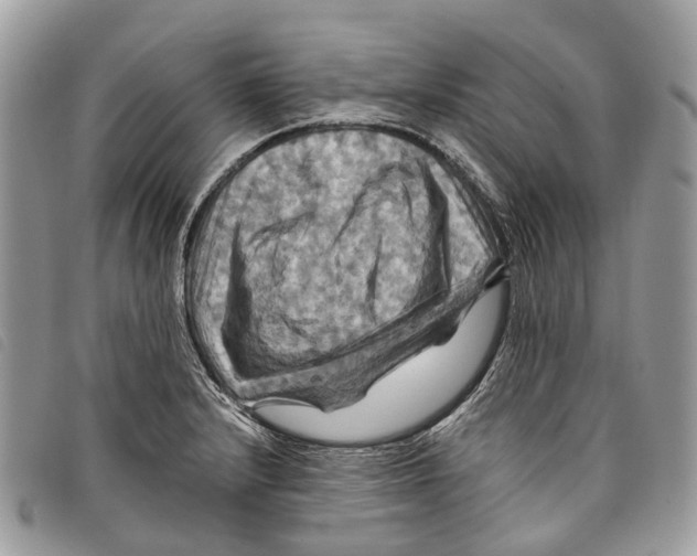 X0000097831232200804111031