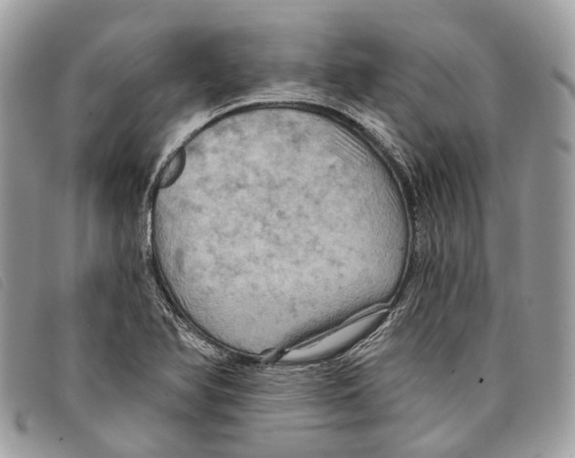 X0000097831366200804111029