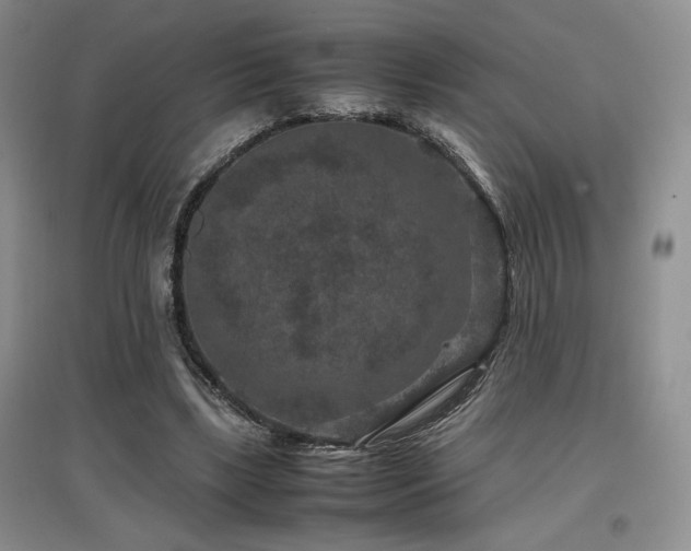 X0000097840443200803141211