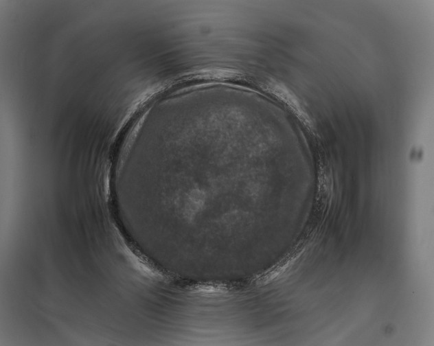 X0000097840110200803281233