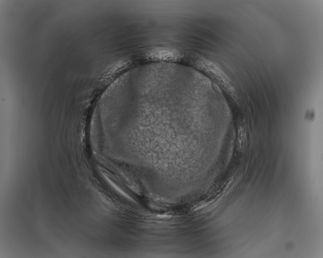 X0000097840259200803281231