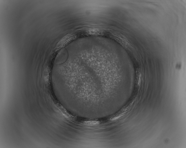 X0000097840266200803281231