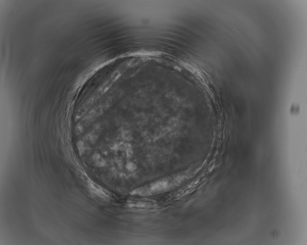 X0000097840337200803281229