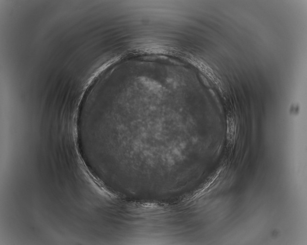 X0000097840390200803281229