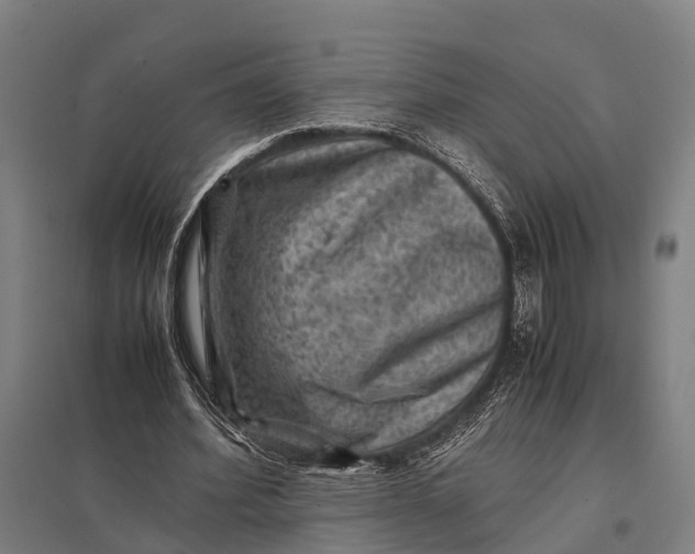 X0000097840580200803281226