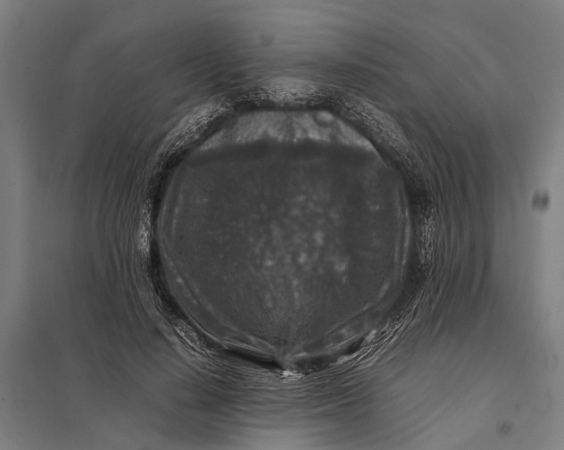 X0000097840644200803281225