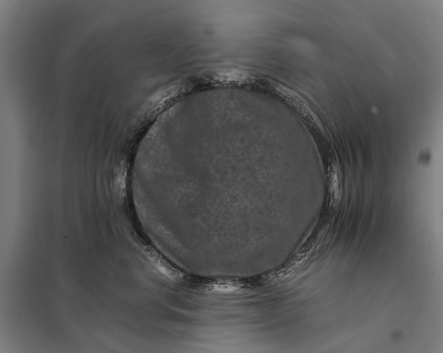 X0000097840668200803281225