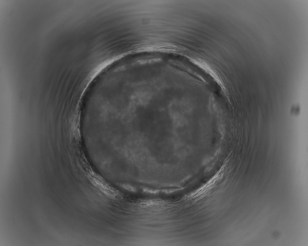 X0000097840830200803281222