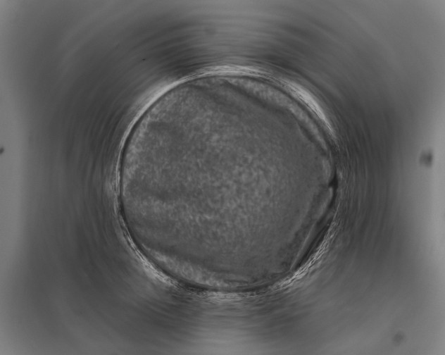 X0000097840852200803281222