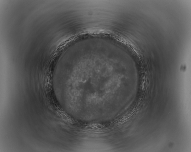 X0000097840966200803281220