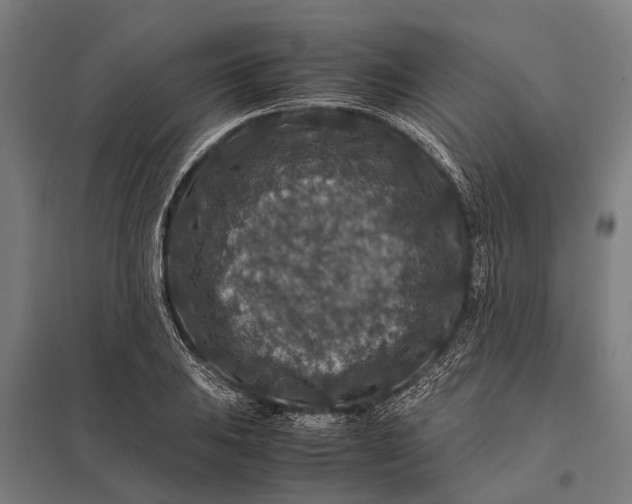 X0000097841031200803281219