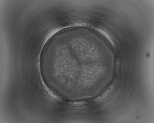 X0000097841047200803281219