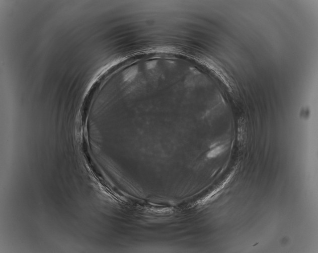 X0000097841117200803281217