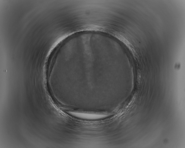 X0000097841120200803281217