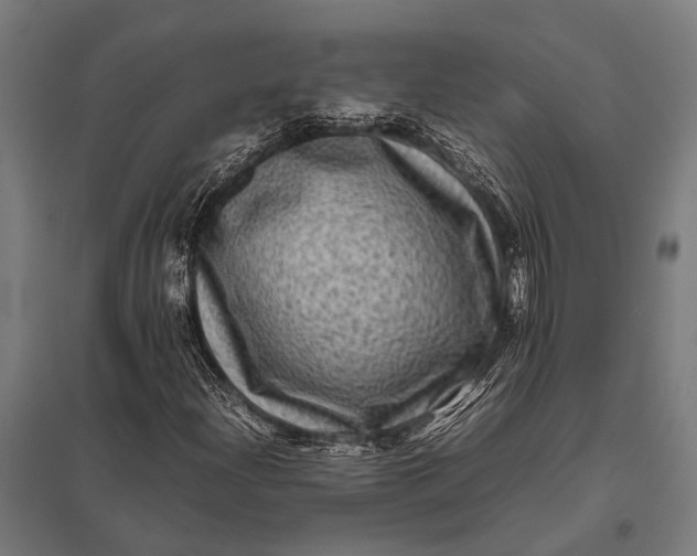 X0000097841204200803281216