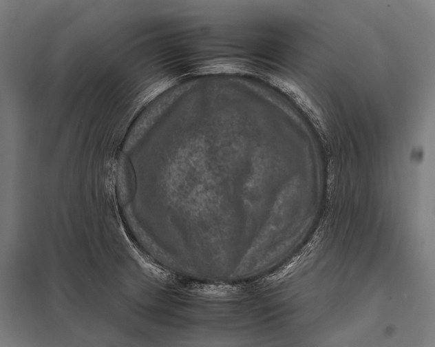 X0000097841233200803281216
