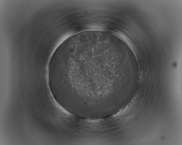 X0000097841243200803281216