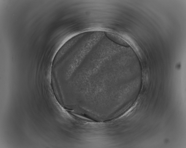 X0000097841244200803281216