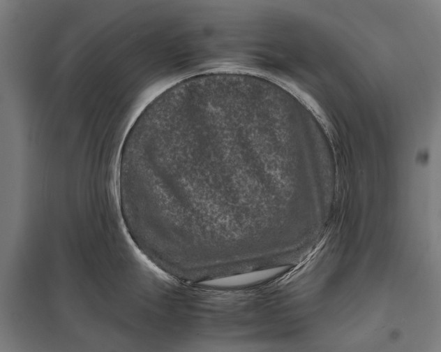 X0000097841247200803281216