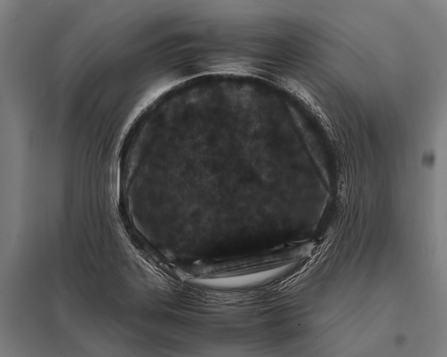 X0000097841323200803281215