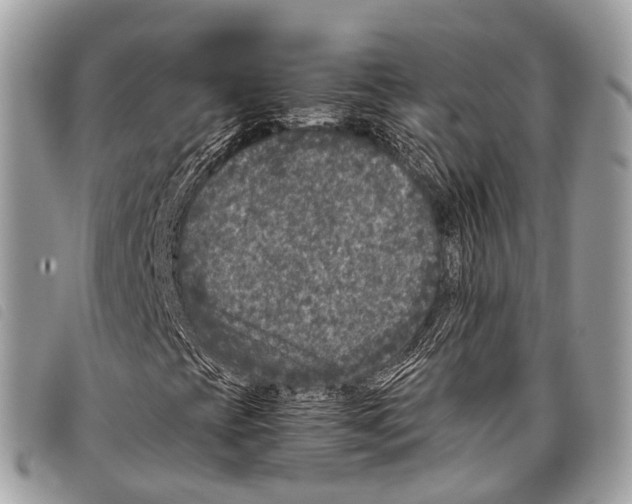 X0000097841393200804111052