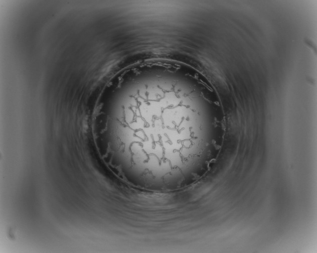 X0000097850032200803141226