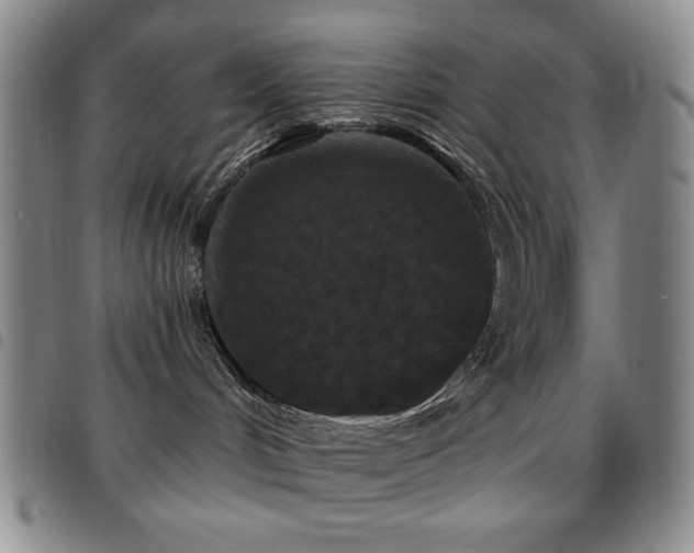 X0000097850048200803141226