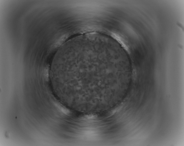 X0000097850065200803141226