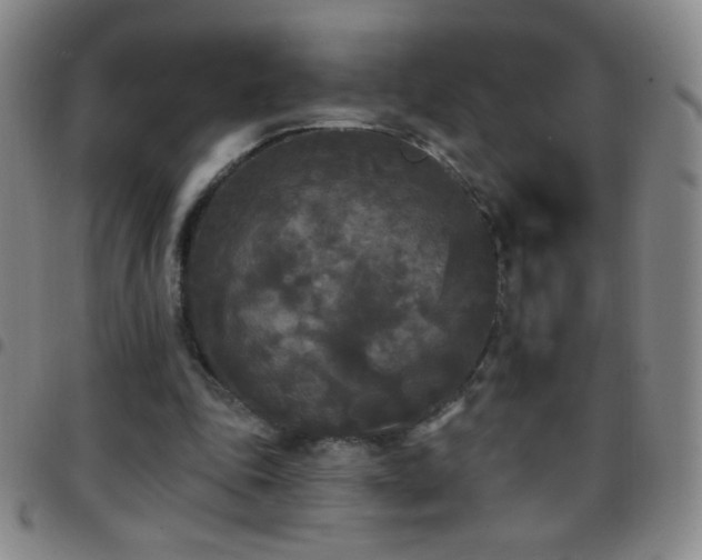 X0000097850343200803141222