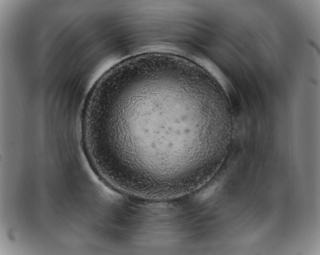 X0000097850999200803141213