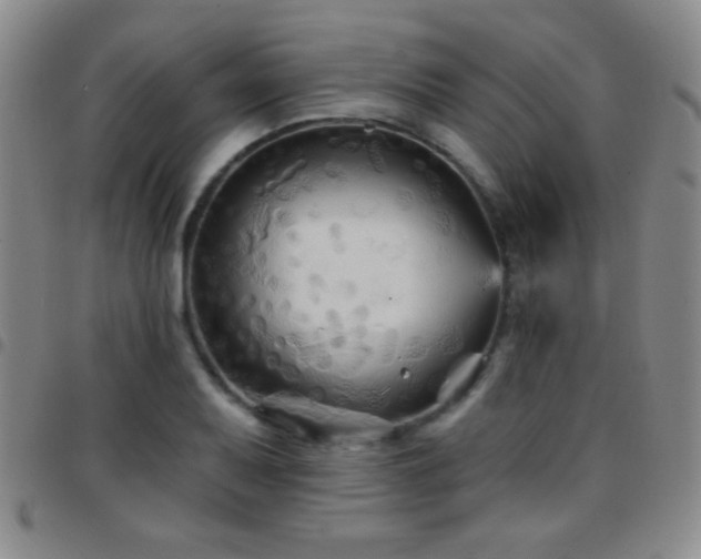 X0000097851079200803141212