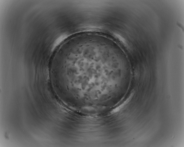 X0000097851267200803141209