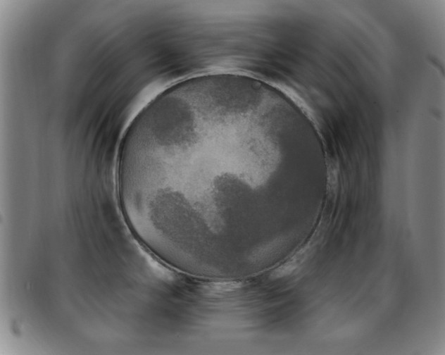 X0000097851294200803141209