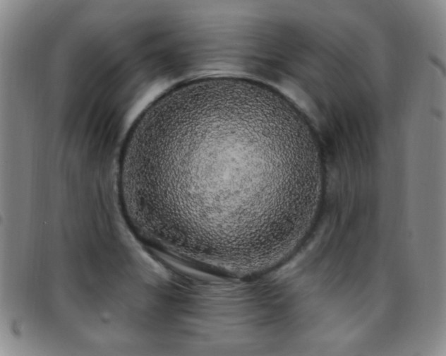 X0000097851325200803141209