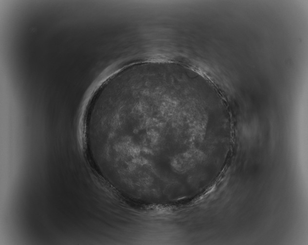 X0000097850343200803201542