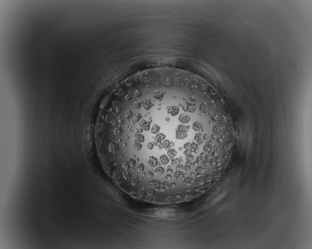 X0000097850462200803201541