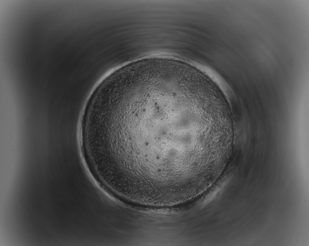 X0000097850999200803201534