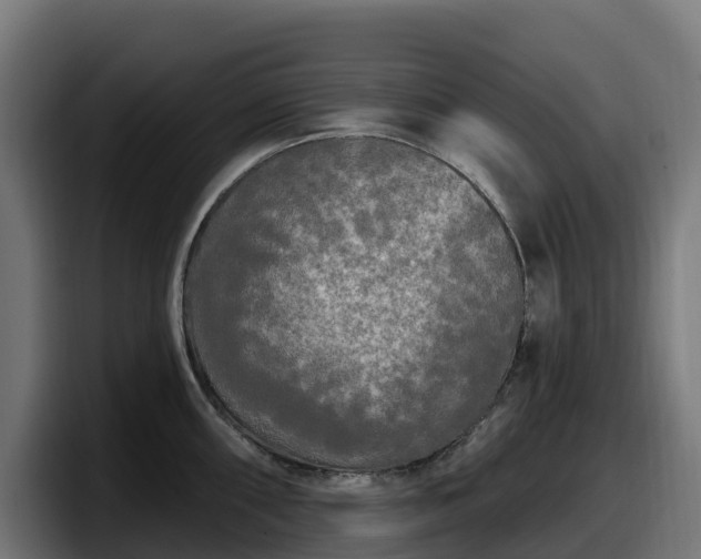 X0000097851098200803201533