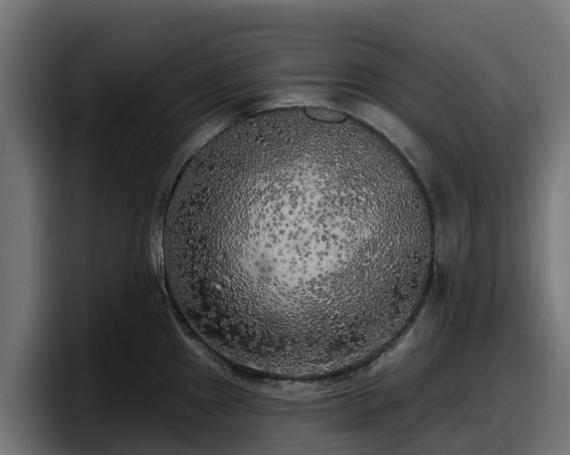 X0000097851241200803201531