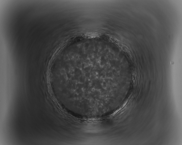 X0000097851393200803201528